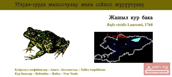 Зелёная жаба / Жашыл кур бака / Green Toad