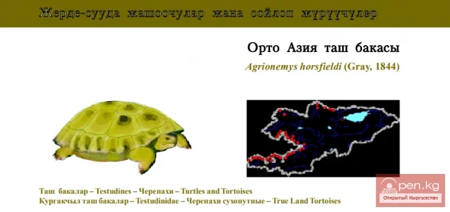 Среднеазиатская черепаха \ Орто Азия таш бакасы / Steppe, or Afghan, Tortoise