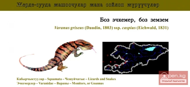 Gray Monitor / Boz Echkemer, Boz Zemzem / Transcaspian Desert Monitor