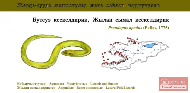 Желтопузик / Бутсуз кескелдирик, Жылан сымал кескелдирик / Sheltopusik, or Armour Glass-lizard