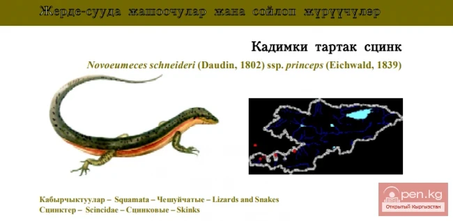 Schneider's Gold Skink / Kadimka Tartak Skink