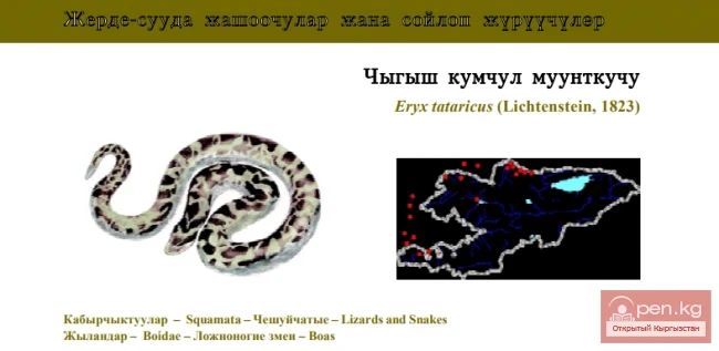 Восточный удавчик / Чыгыш кумчул муунткучу / Tatary Sand Boa