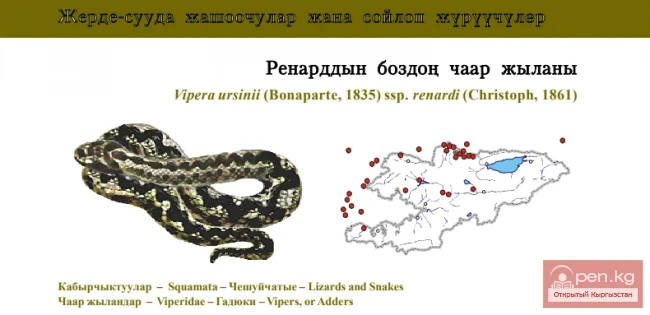 Степная гадюка Ренарда / Ренарддын боздон чаар жыланы / Renard’s Meadow Viper