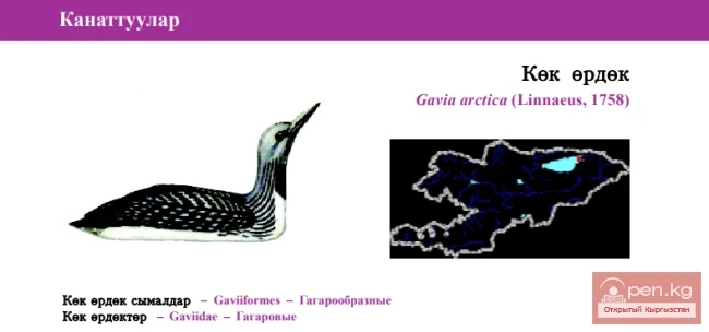 Чернозобая гагара / Кёк ордёк / Black-throated Loon