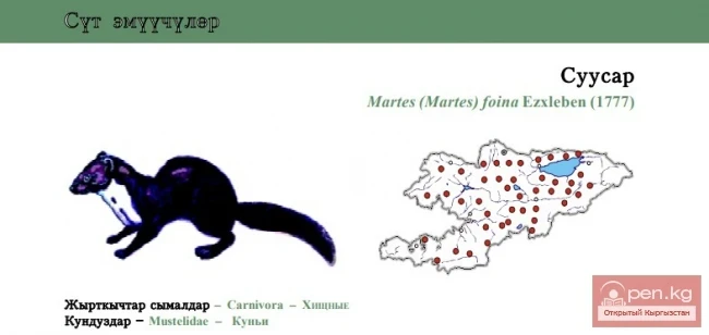 Каменен куница же ак жүн / Суусар / Beech marten