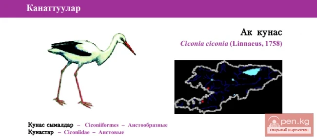 Белый аист / Ак кунас / White Stork