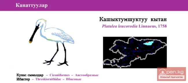 Колпица / Кашыктумшуктуу кытан / Евразиялык колпица