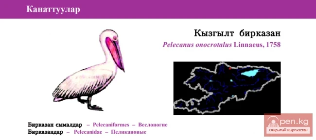 Розовый пеликан / Кызгылт бирказан / Great White Pelican