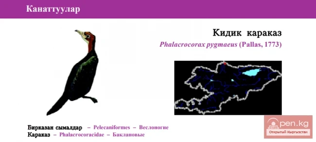 Little Cormorant / Kidik Karakaz / Pygmy Cormorant