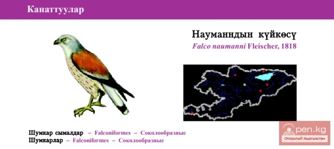 Steppe Kestrel / Naumann's Kestrel / Lesser Kestrel