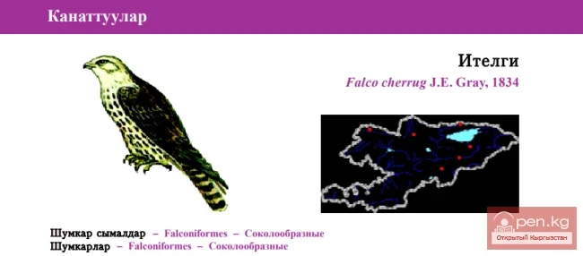 Балобан / Ителги / Saker Falcon