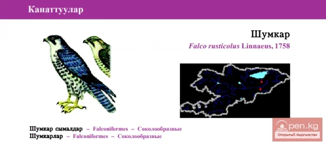 Кречет / Шумкар / Гырфалкон