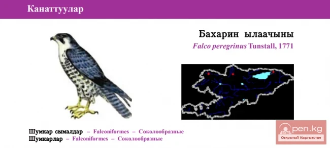 Saker \ Bakharyn ылaaчыны / Peregrine Falcon