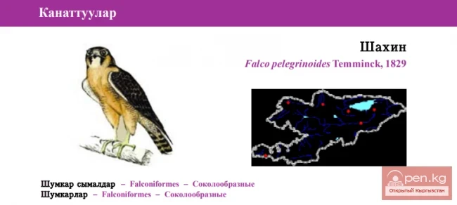 Red-headed Falcon / Shaheen / Barbary Falcon