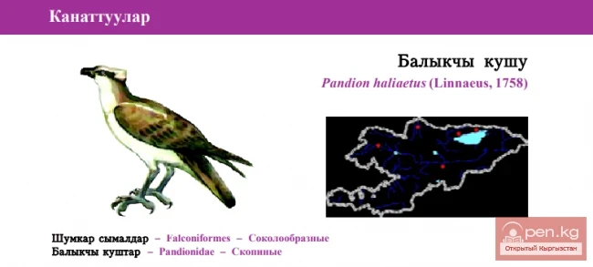 Sakpa / Balıkçı Kushu / Osprey