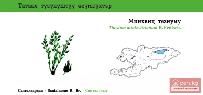 Ленец Минквица / Минквиц тезиуму \ Minkwitz’s Bastard Toad-Flax