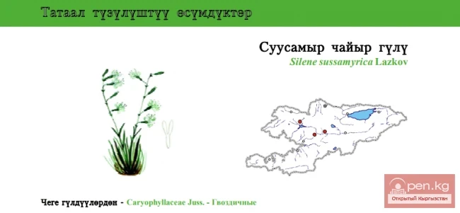 Смолёвка суусамырская / Суусамыр чайыр гулу \ Susamyr Catchfly