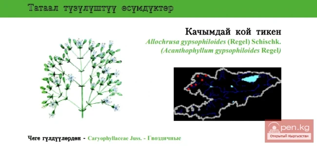 Колючелистник качимовидный /Качымдай кой тикен / Gypsophila-like Allochrusa