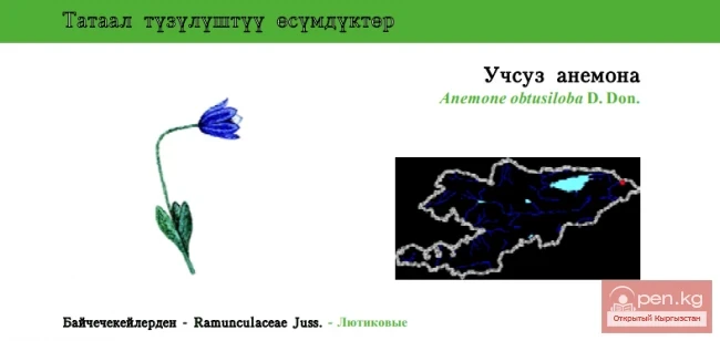 Ветреница туполопастная / Учсуз анемона / Obtusilobous Windflower