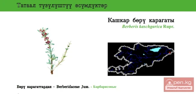 Барбарис кашгарский / Кашкар бёру карагаты / Кашгар бёру карагаты
