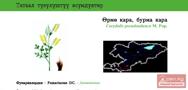 Хохлатка ложносогнутая / Ормё кара, бурма кара / Жалған тырмак гүлү