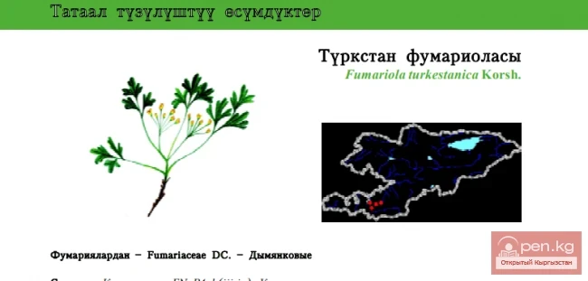 Turkestan Smoke Plant / Turkestan Fumitory / Microfumitory