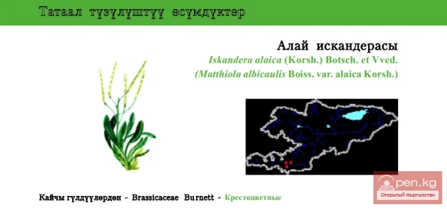 Iskander of Alai / Alai Iskander / Alai Iskander