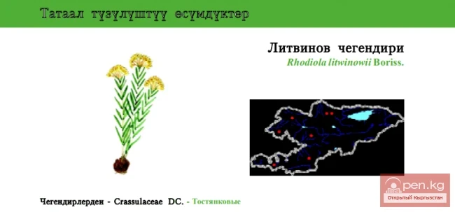Родиола Литвинова / Литвинов чегендири / Litvinov’s Rosewort