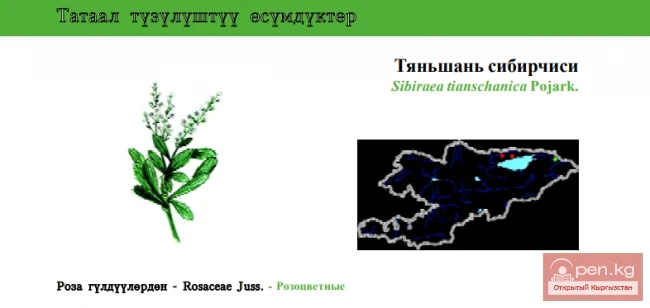 Siberian Tien Shan / Tien Shan Sibericus \ Tien Shan Sibiraea