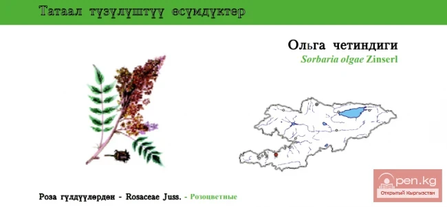 Рябинник Ольги / Ольга четиндиги / Olga’s Sorbaria