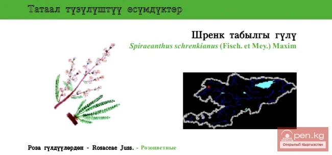 Schrenk's False Spirea / Schrenk's Tavolga Flower / Spireanthus