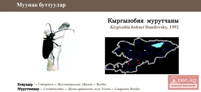 Kirghizobia Longicorn Beetle