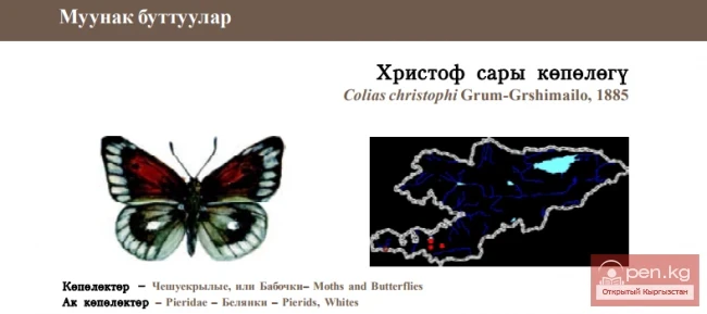 Желтушка Христофа / Христоф сары кёпёлёгу \ Christoph’s Clouded Yellow