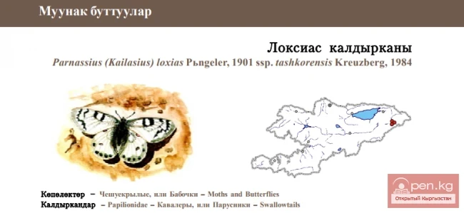 Apollo Loxias, Tashkoro subspecies / Loxias kaldyrkany \ Loxias Apollo Butterfly