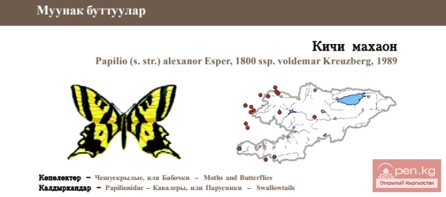 Alexanor, subspecies Voldemar / Kichi Mahahon / Voldemar Southern Swallowtail