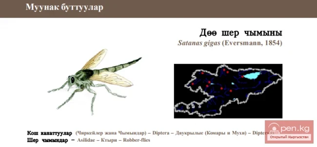Ктырь гигантский / Дёё шер чымыны \ Eversmann’s Giant Robber-fly