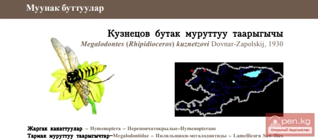 Мегалодонт Кузнецова / Кузнецов бутак муруттуу таарыгычы / Kuznetzov’s Lamellicorn Saw-fly