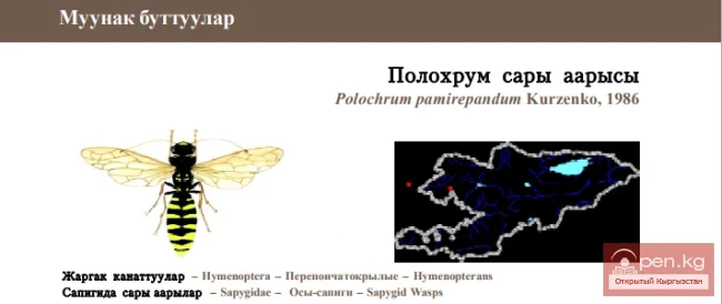Asiatic Polochrum Wasp / Polochrum Sary Aarysy / Polochrum Azimuth Wasp