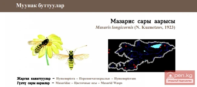 Mazaris Longhorned Wasp / Mazaris Yellow Wasp / Kuznetzov’s Longicorn Wasp
