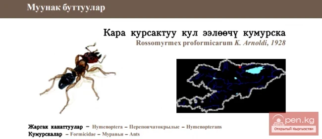 Amazon-Rossomyrmex / Kara kursaktuu slave-holding ant \ Russian Rossomyrmex