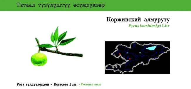 Korzhinski's Pear / Korzhinski Almurutu / Korzhinski's Pear