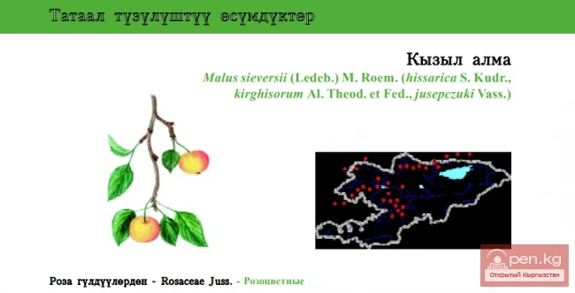Яблоня Сиверса \ Кызыл алма \ Sievers’s Apple-tree