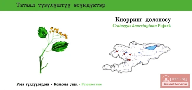 Knorring's Hawthorn / Knorring's Dolenos / Knorring’s Haw-tree