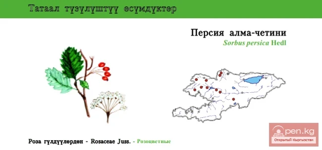 Рябина персидская \ Персия алма-четини \ Persian Rowan