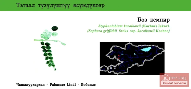 Софора Королькова / Боз кемпир / Корольковдун Пагода-дереги