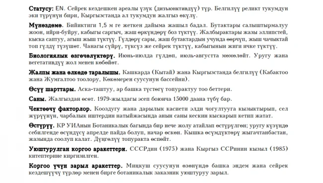 Dwarf Ammopiptanth / Байбиче чекей / Аммопиптант карликовый