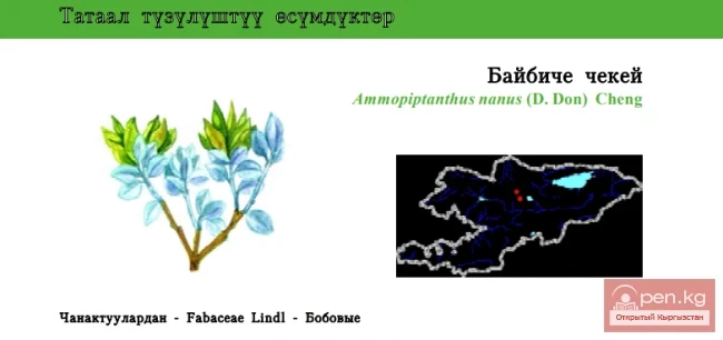 Аммопиптант карликовый / Байбиче чекей / Dwarf Ammopiptanth