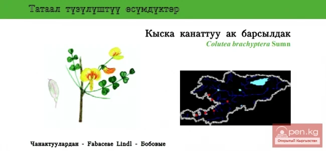 Short-winged Bladder-senna / Baibiche Chekey