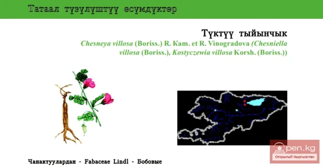 Чезнея мохнатая / Туктуу тыйынчык / Kostyczewia, Pilose Chesneya