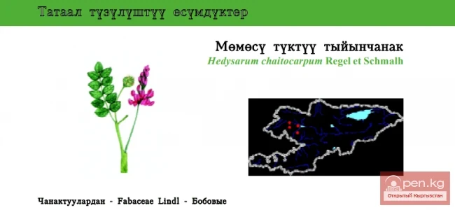 Копеечник щетиноплодный / Мёмёсу туктуу тыйынчанак / Chaeto-fruited Sweet Broom